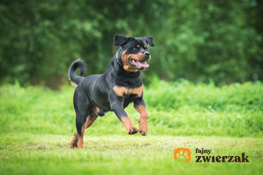 Pies rasy rottweiler biegający po trawniku, a także opis, jakie jest usposobienie rottweilera