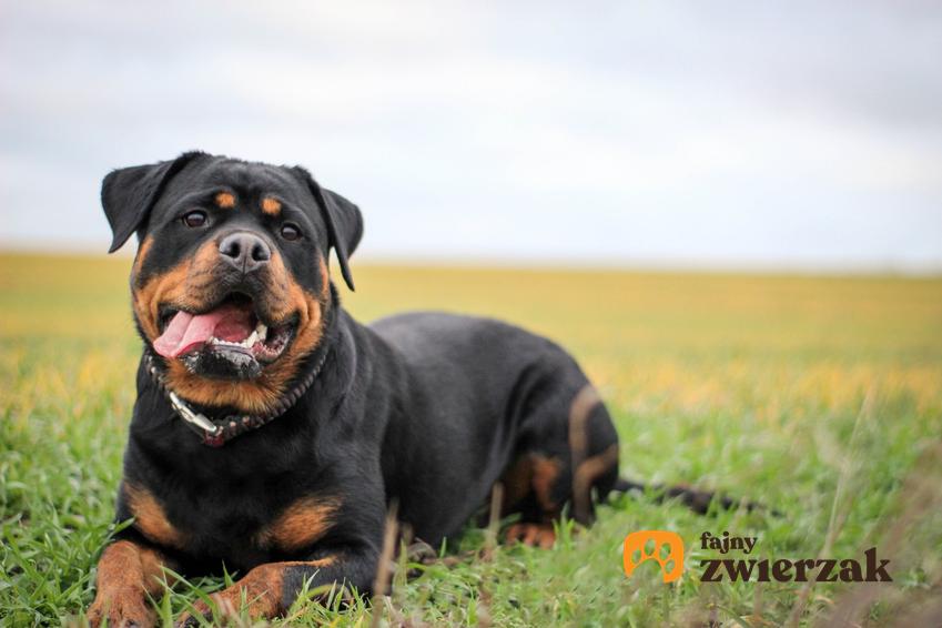 Pies rasy rottweiler siedzący na trawniku, a także opis rasy i usposobienie rottweilera