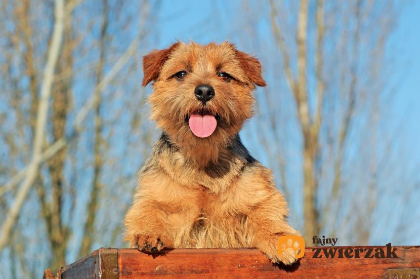 Pies rasy norfolk terrier na tle nieba, a także jego opis, charakter i hodowla