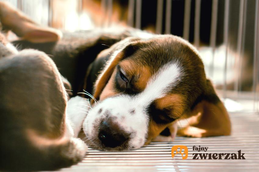 Pies rasy beagle leżący na podłodze, a także beagle miniaturka i jego charakter