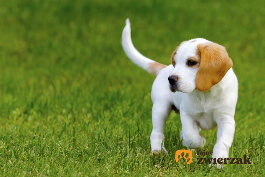 Szczeniak beagle na trawie, a także najlepsza polecana hodowla beagle w Polsce