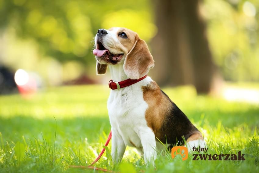 Mały pies rasy beagle na trawniku, a także opinie o beagle i charakter