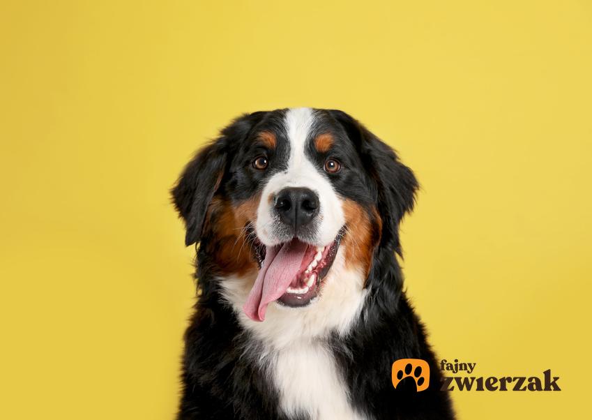 Duży pies z językiem na wierzchu na żółtym tle, a także fajne imię dla suczki
