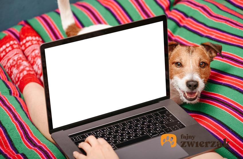 Pies za ekranem komputera, a także fajne imię dla suczki i imiona dla psa