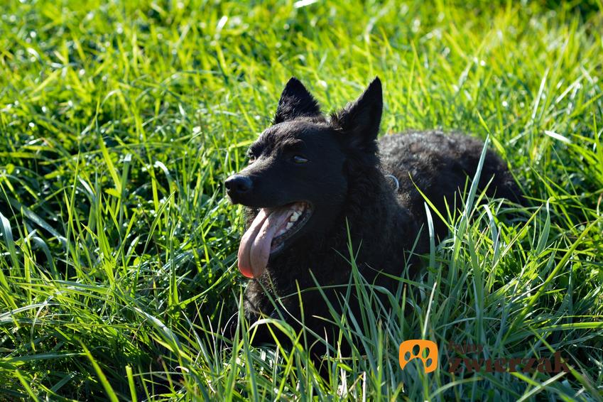 Pies rasy owczarek węgierski mudi siedzący w trawie, a także jego opis i charakter