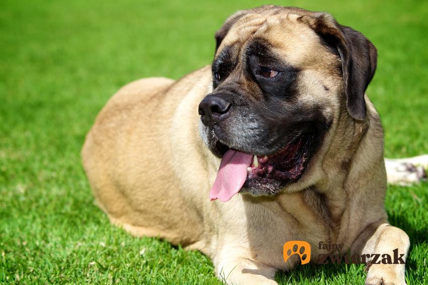 Pies leżący na trawie rasy mastiff angielski oraz największy pies świata