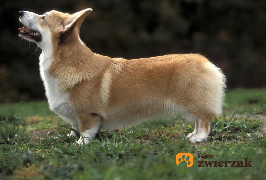Pies rasy welsh corgi pembroke na trawie, a także hodowla welsh corgi pembroke