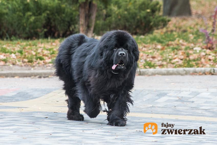 Pies rasy nowofundland podczas spaceru, a także pies wodołaz i jego charakter