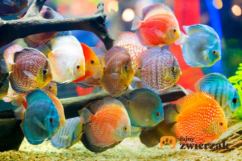 Kolorowe ryby dyskowce w akwarium oraz ich hodowla, rozmnażanie i wymagania