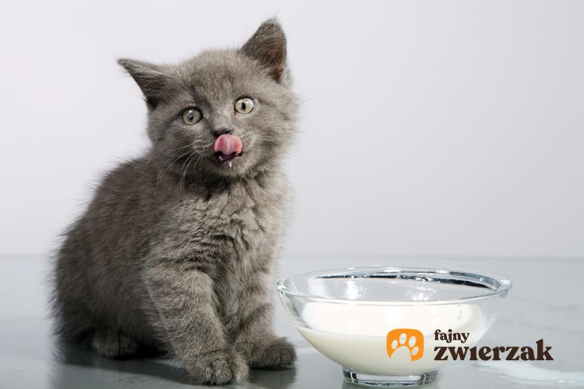 Mały szary kot perski przy misce z mlekiem, a także jego charakter i wychowanie