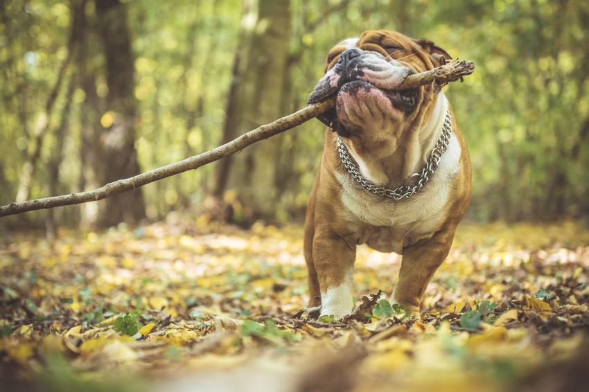 Pies rasy dog angielski podczas spaceru w lesie, a take opis rasy i cena