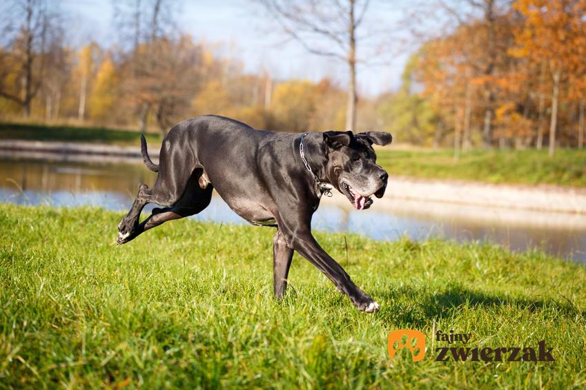 Pies rasy buldog niemiecki biegający po trawie, czyli dog niemiecki i jego hodowla