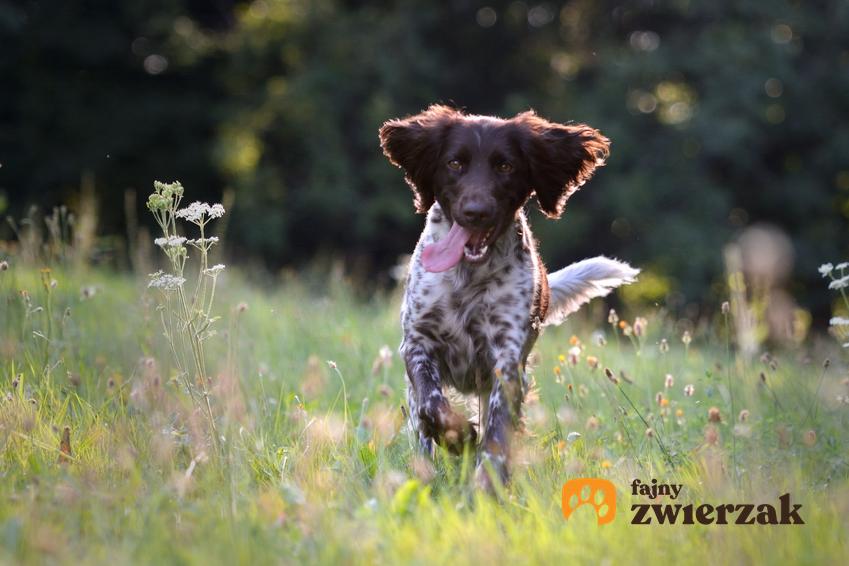 Pies rasy Münsterländer biegający po trawie, a także jego charakter i cena