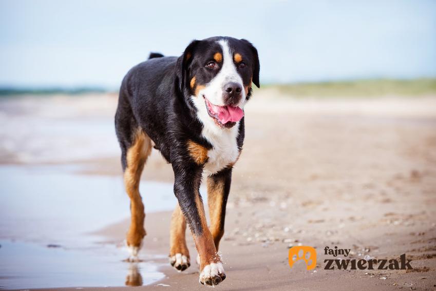 Pies rasy szwajcarski pies pasterski spacerujący nad wodą, a także jego opis i cena