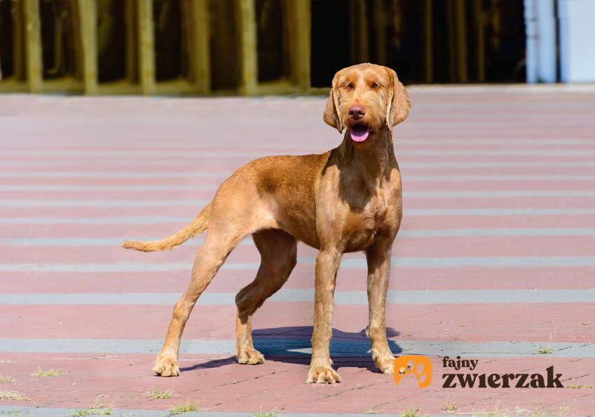 Pies rasy wyżeł węgierski szorstkowłosy na tle kostki brukowej i jego opis
