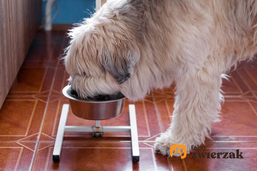 Pies jedzący z miski na stojaku, a także polecany stojak na miski dla psa i dużych psów
