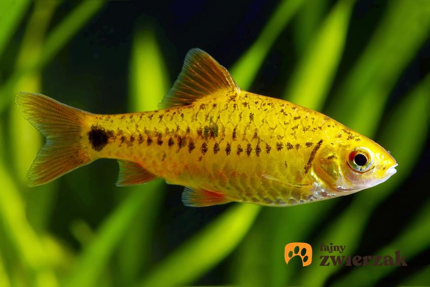 Ryba akwariowa brzanka zielona na tle roślin w akwarium oraz jej wymagania