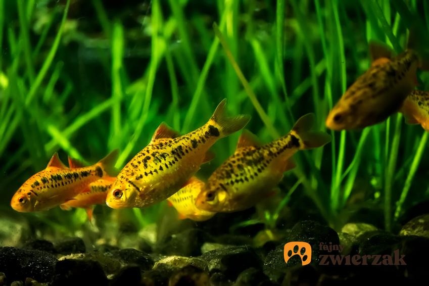 Ryby akwariowe z gatunku brzanka zielona w akwarium oraz ich rozmnażanie i hodowla