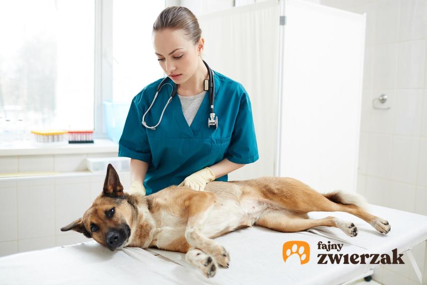 Pies na leżance u weterynarza, a także zapalenie trzustki u psa i jego leczenie