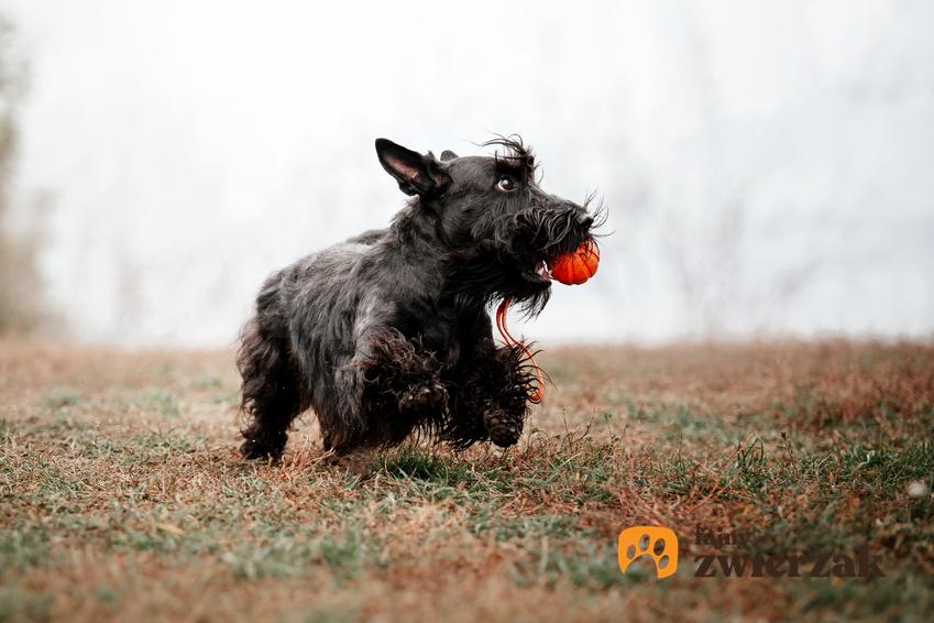 Pies rasy terier szkocki z czerwoną piłką, a także jego charakter i cena