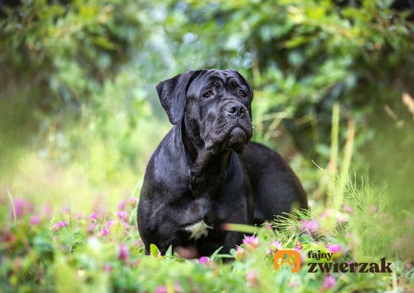 Pies rasy cane corso siedzący w trawie, a także cena cane corso w Polsce