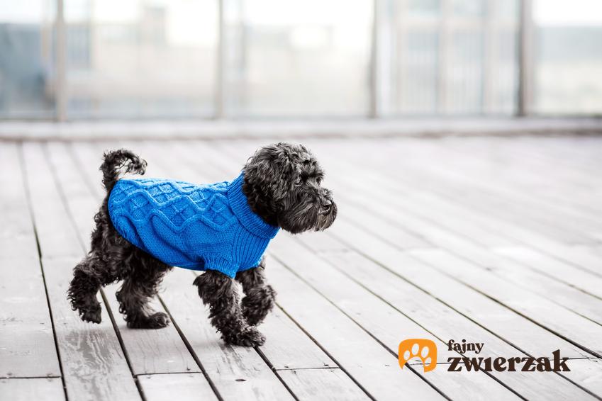 Pies w niebieskim sweterku, czyli porady, jak zrobić ubranko dla psa samemu ze starych ubrań