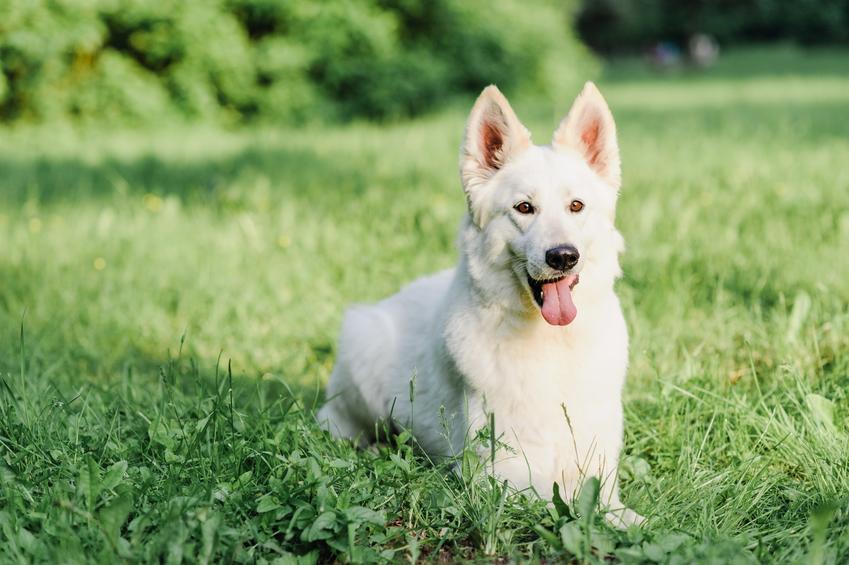 Pies rasy owczarek biały szwajcarski siedzący w trawie, a także jego opis i hodowla