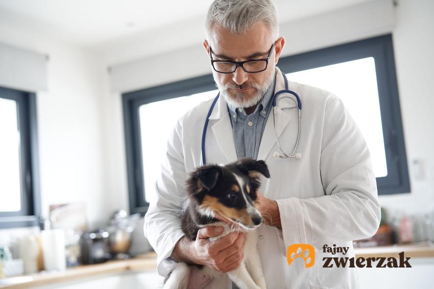Pies u weterynarza, czyli choroba niewydolność nerek u psa i jej leczenie