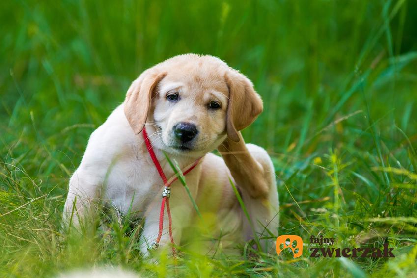 Drapiący się pies na trawniku, a także świerzb u psa i jego leczenie