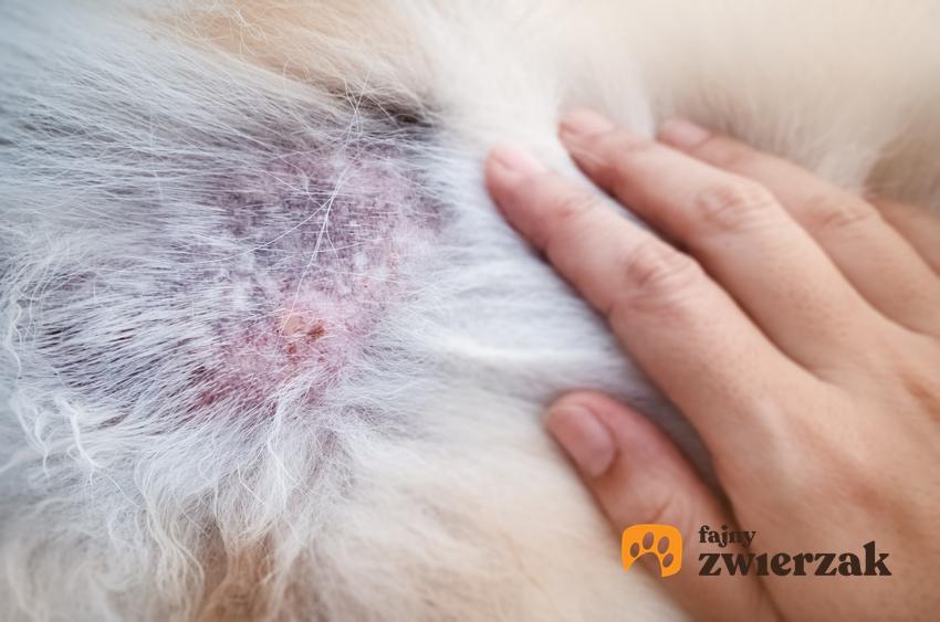 Choroby skóry u psa, czyli świeżbowiec lub świerzb u psa i jego objawy