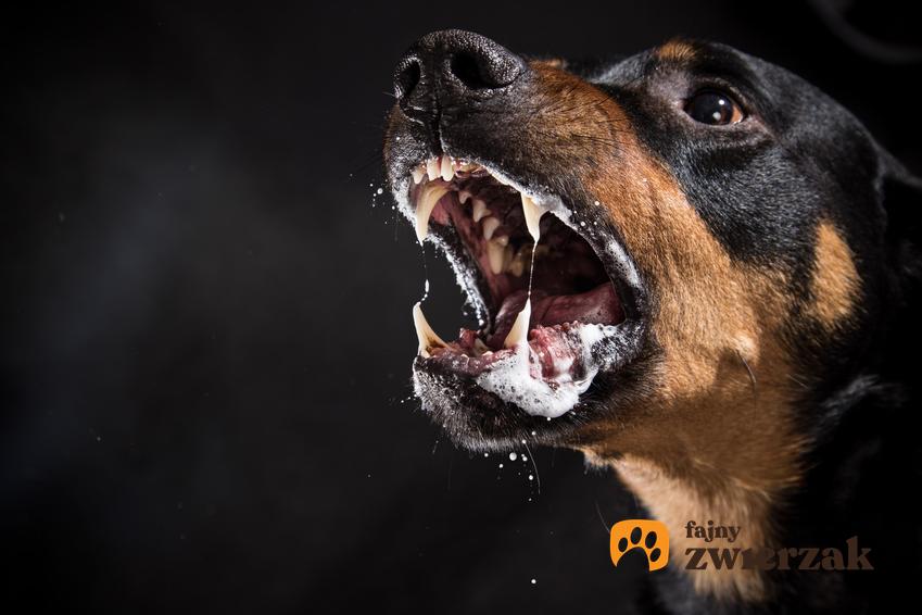 Najbardziej groźne rasy psów w Polsce, czyli lista niezbiecznych ras
