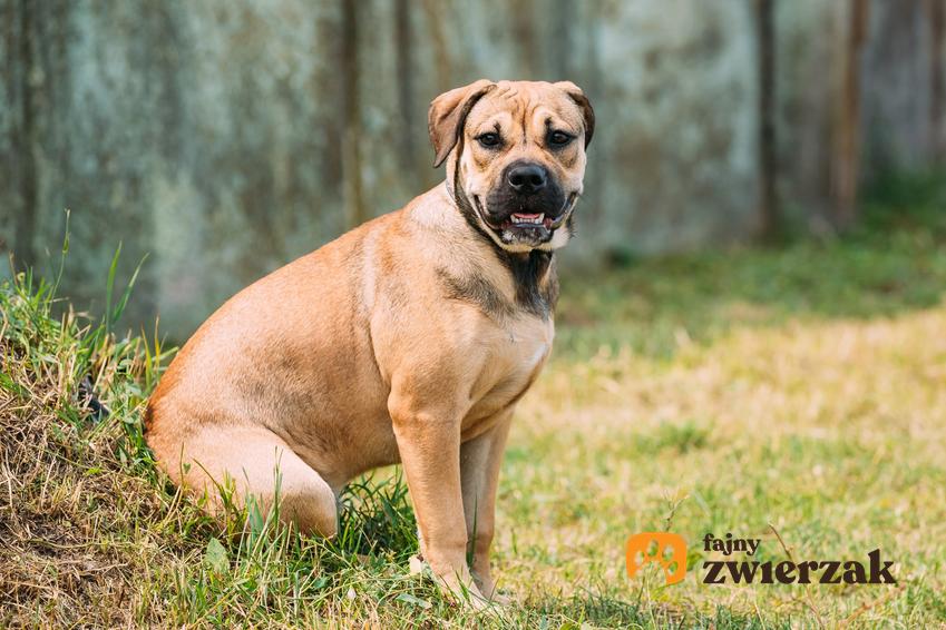 Pies rasy dog z Majorki na trawie w lesie i inne groźne rasy psów w Polsce, czyli lista niezbiecznych ras