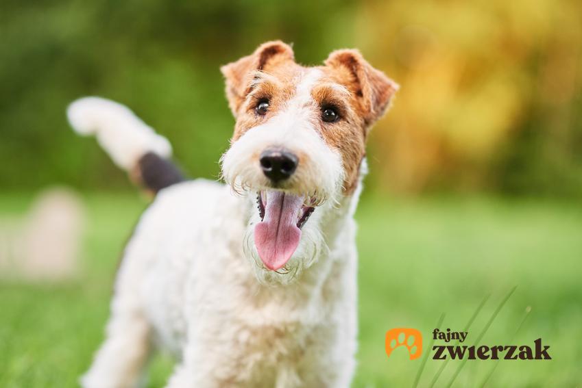 Pies rasy foksterier szorstkowłosy na tle zieleni, a także charakter i cena