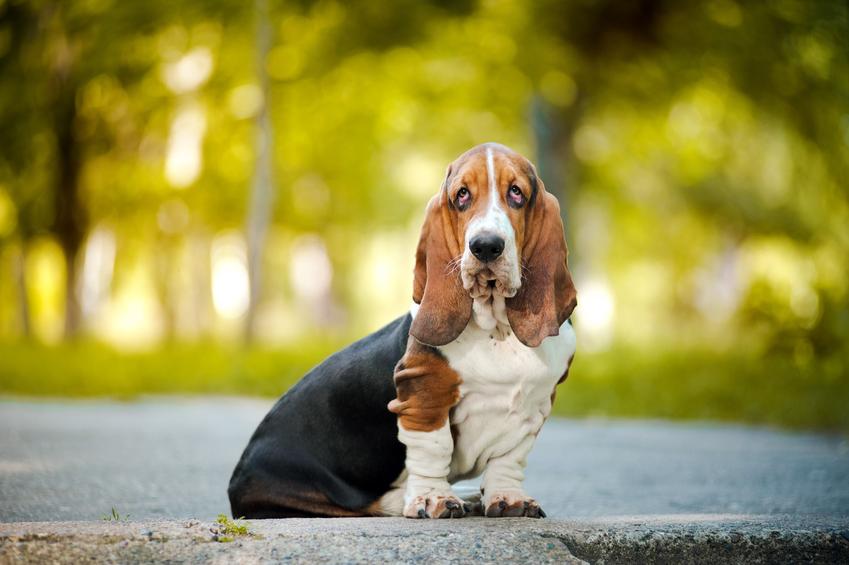 Pies rasy basset hound podczas spaceru, a także charakter i hodowla