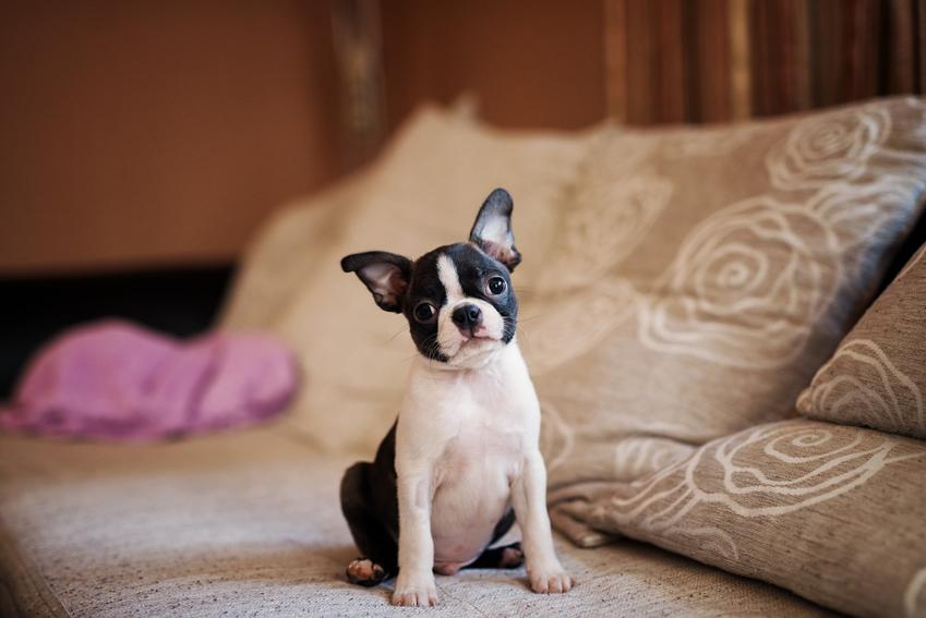 Pies rasy boston terrier miniatrka na kanapie w domu, a także charakter i usposobienie