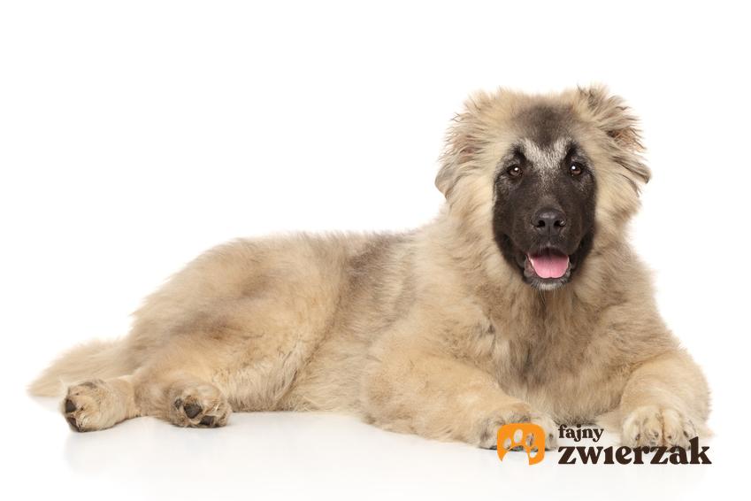 Pies rasy owczarek kaukaski na białym tle oraz prawidłowa waga owczarka kaukaskiego