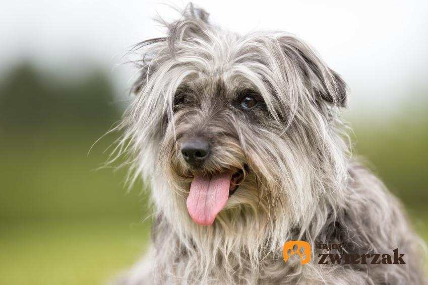 Pies rasy owczarek pirenejski długowłosy lub krótkowłosy na tle zieleni oraz jego hodowla