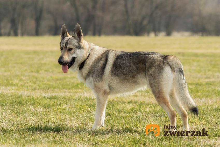 Pies rasy owczarek czechosłowacki na trawniku, a także jego opis i hodowla