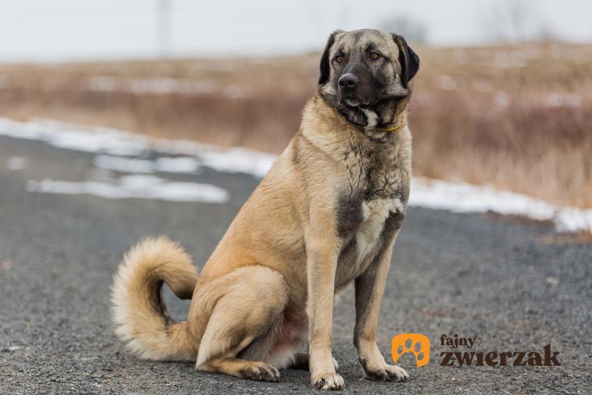 Pies rasy owczarek anatolijski siedzący na drodze oraz opis rasy i cena za szczeniaki