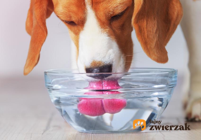 Pies pijący wodę z miski, a także czkawka u psa, dlaczego pies ma czkawkę