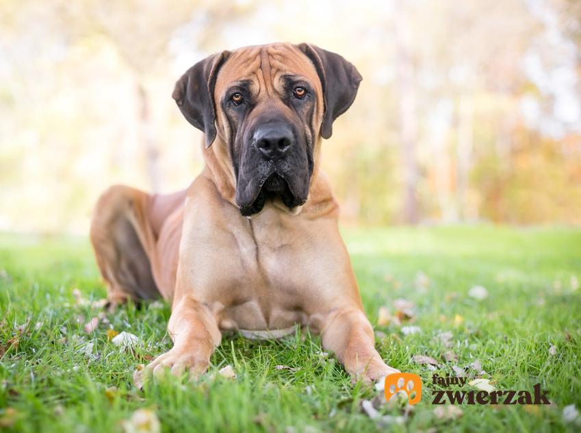 Pies rasy boerboel lub pies afrykański leżący na trawniku, a także jego charakter i hodowla w Polsce
