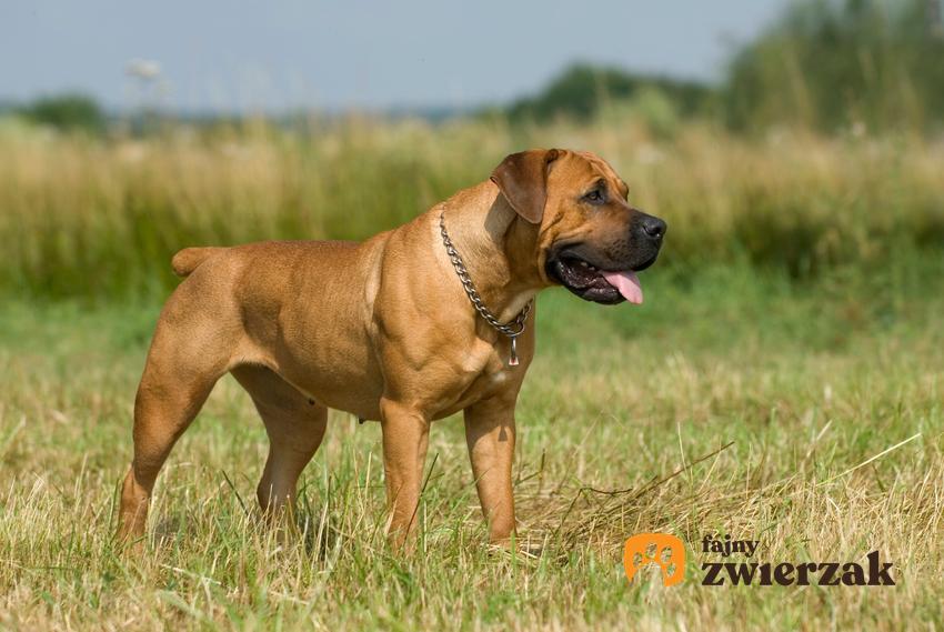 Pies rasy boerboel na trawie, czyli pies afrykański i jego hodowla w Polsce