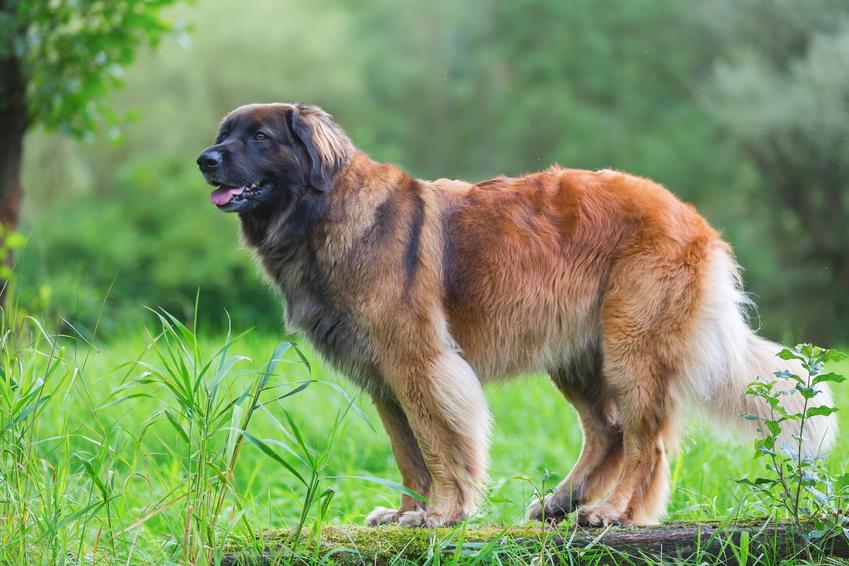 Pies rasy leonberger na trawie, czyli charakter, jego hodowla w Polsce
