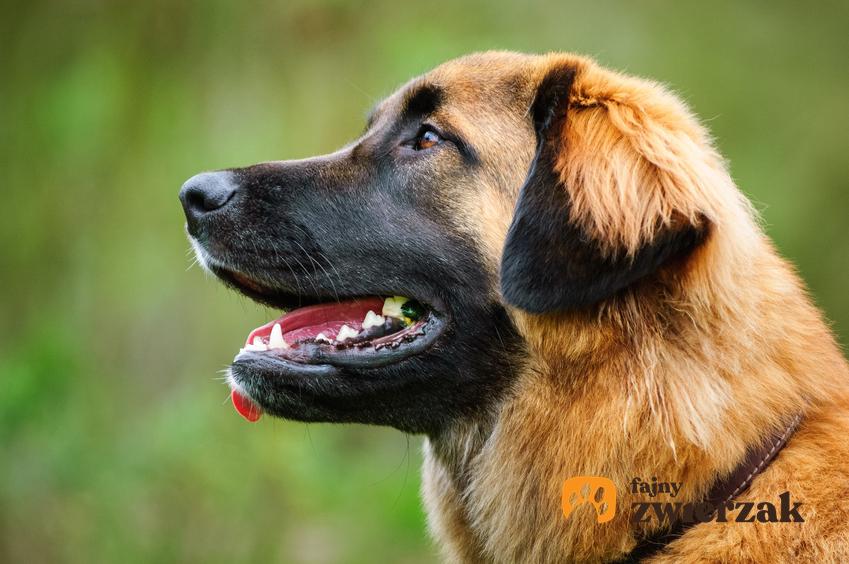 Pies rasy leonberger na tle zieleni oraz cena leonbergera, charakter i hodowla