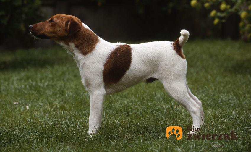 Pies rasy foksterier krótkowłosy lub gładkowłosy na trawie, a także jego hodowla i cena
