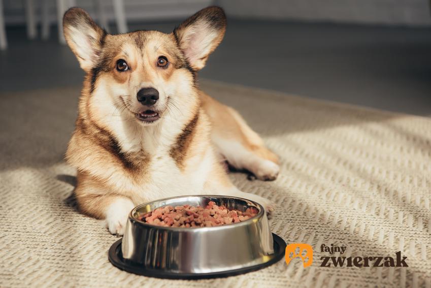 Pies przed miską pełną karmy, a także informacje, ile powinien jeść pies