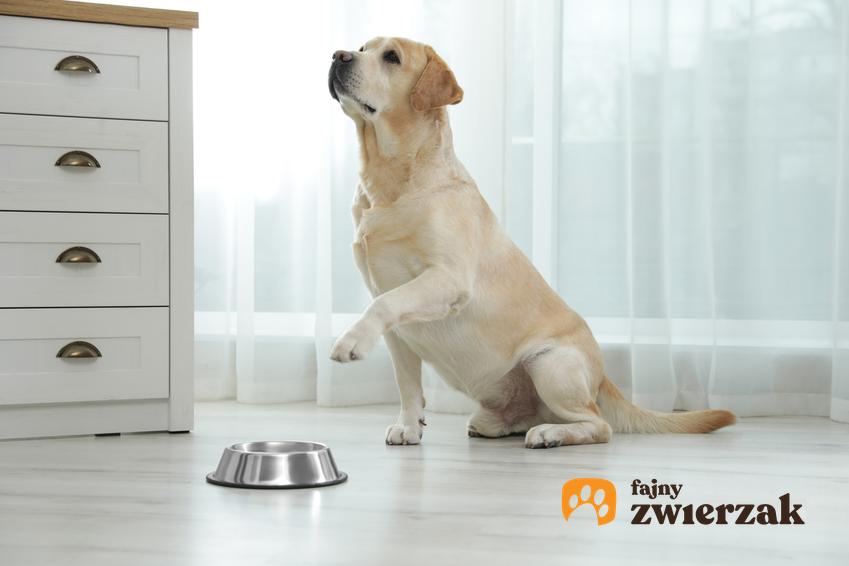 Pies przed pustą srebrną miską oraz tabela z informacjami, ile powinien jeść pies
