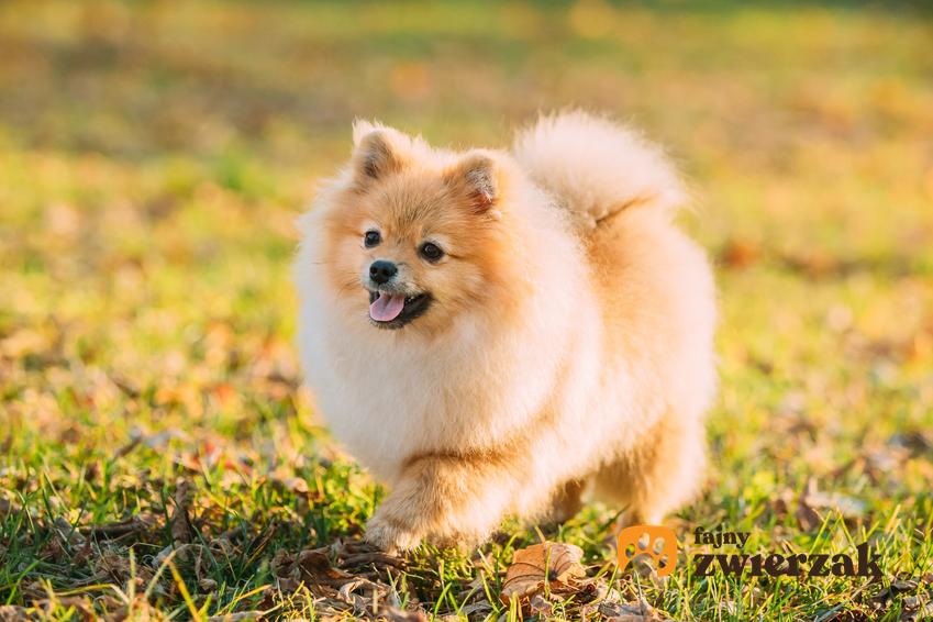 Pies rasy szpic miniaturowy podczas spaceru oraz pies boo i jego charakter