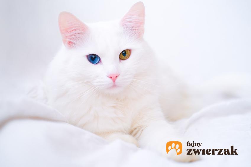 Kot rasy angora turecka na białej pościeli, a także jego charakter i cena