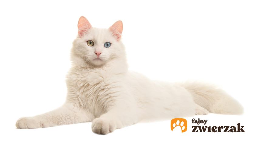 Kot rasy angora turecka leżący na białym tle oraz cena angory tureckiej